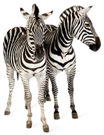 Conteúdo Duplicado Acidental: uma zebra que pode ser evitada